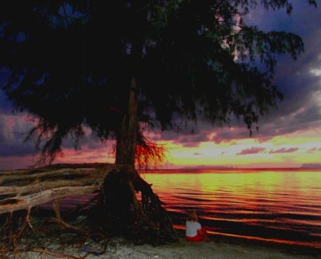 Sunset with tree